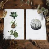 Botanical postcard2